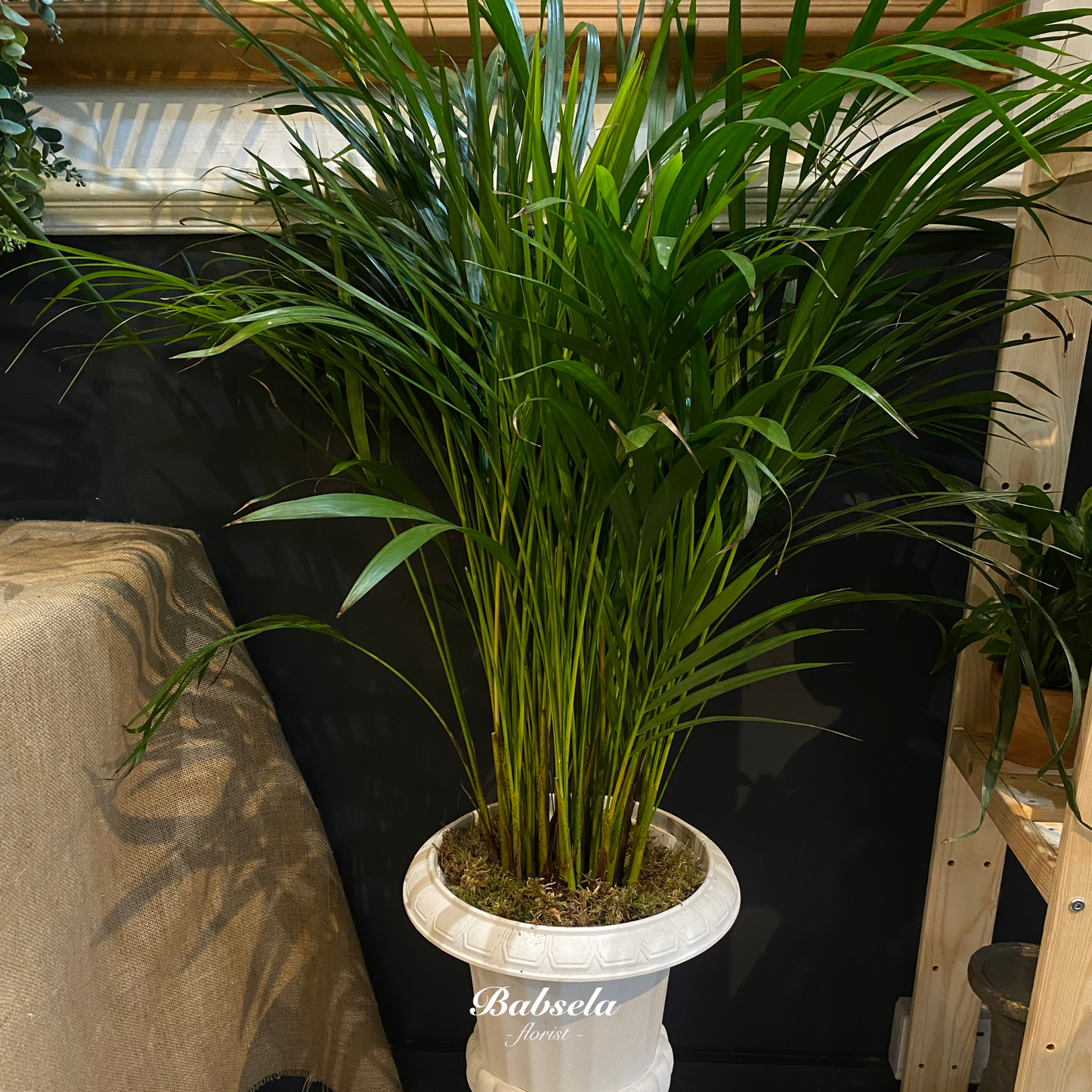Areca Palm Plant