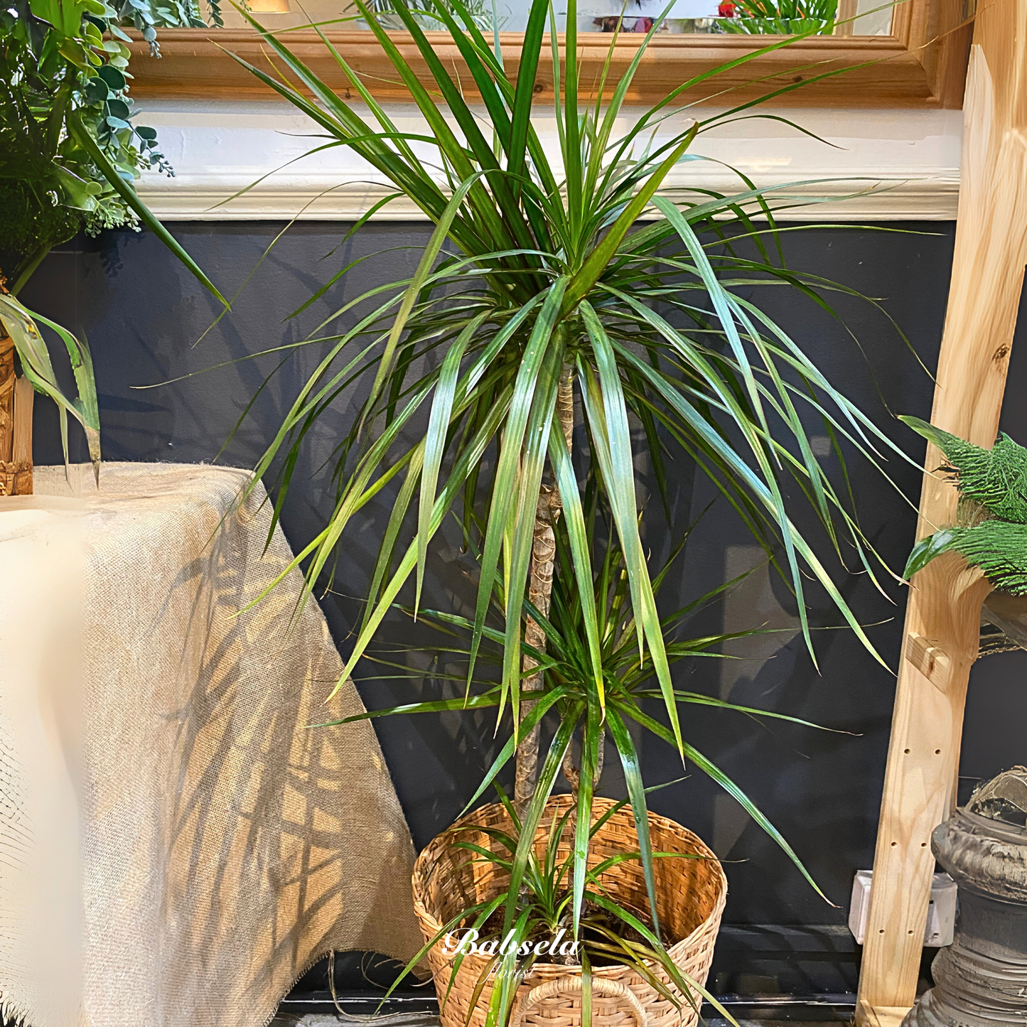 Dracaena Plant