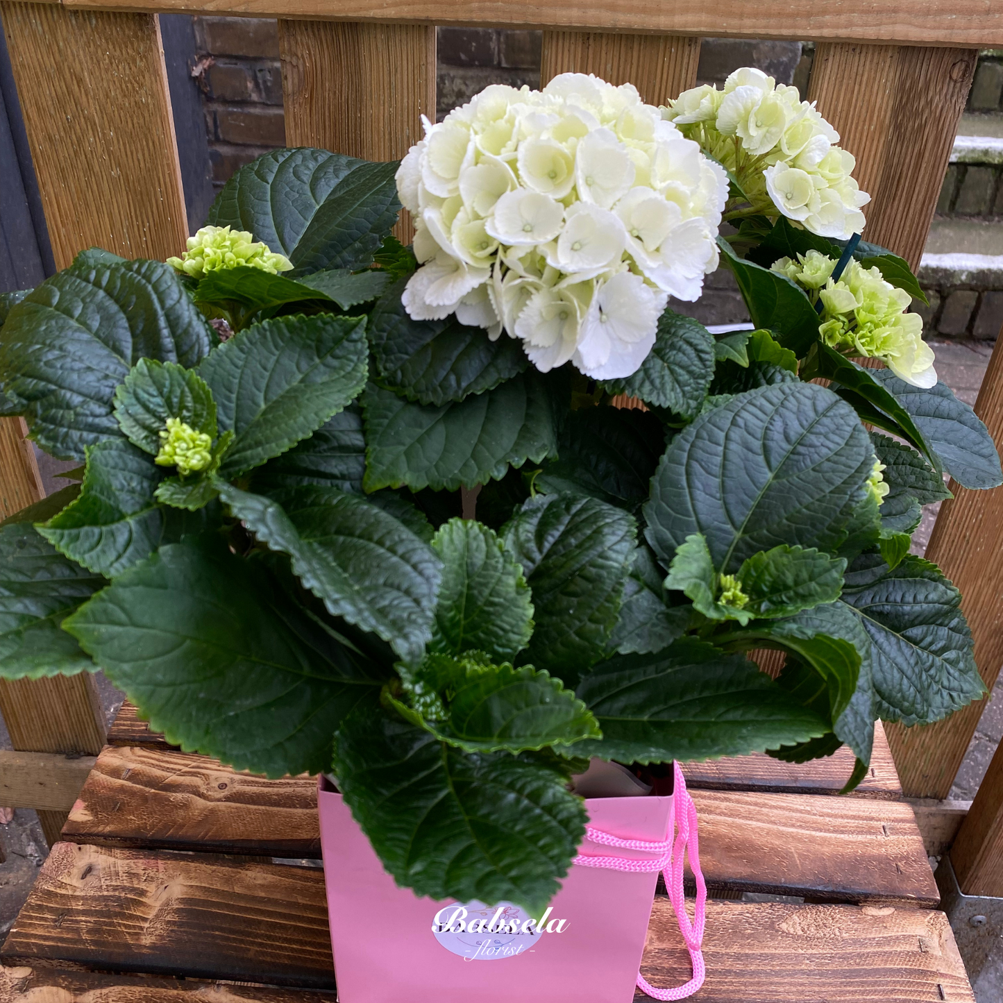 Hydrangea Plant