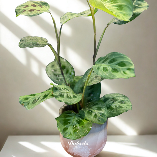 Maranta Plant