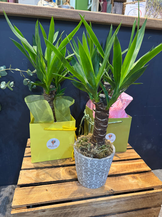 Gift wrapped yucca plant in a pot