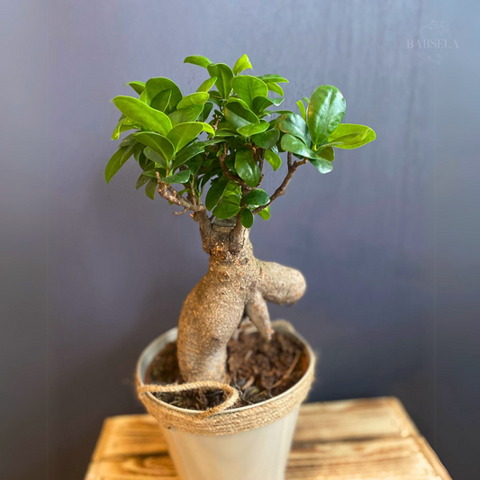 Elegant Ficus Ginseng Plant in a Stylish Pot - Buy Indoor Bonsai Plants from Babsela in Croydon 