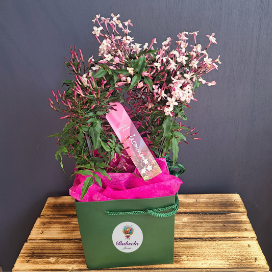 Scented Jasmine Plant