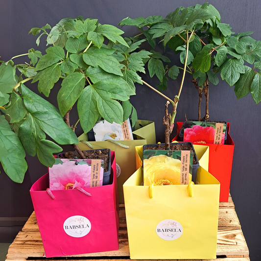 Four potted plants with lush green leaves placed inside colorful gift bags labeled 'Babsela,' displayed on a wooden surface
