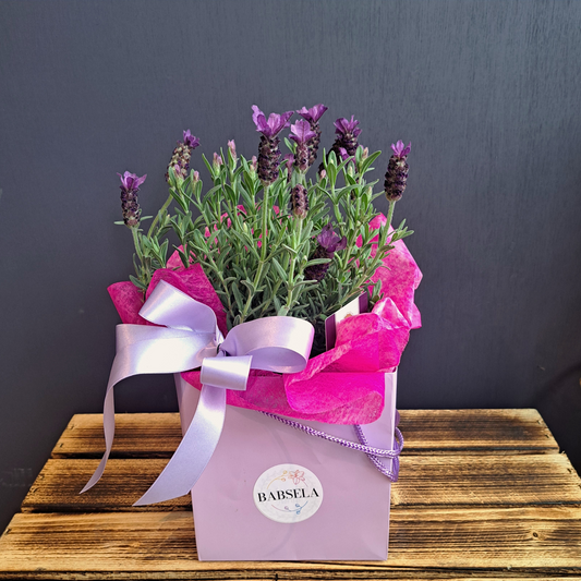 French Lavender Gift Box with purple ribbon by Babsela Florist, perfect for gifting in Beckenham