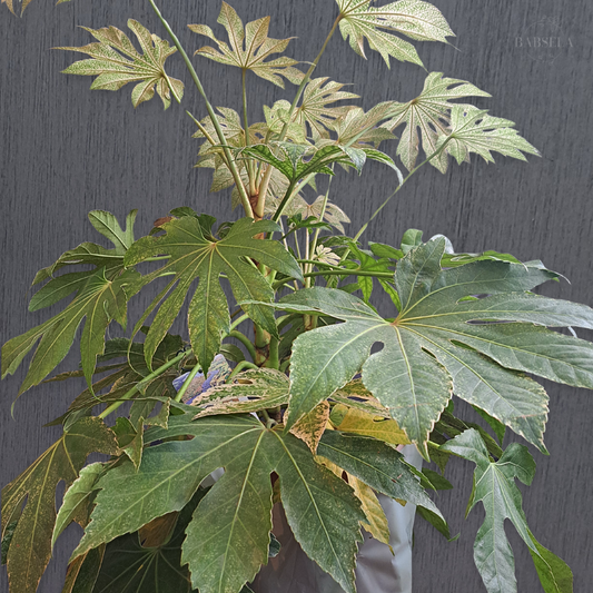 Fatsia Plant