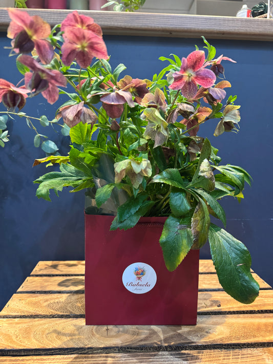 Winter rose( hellebores )Plant