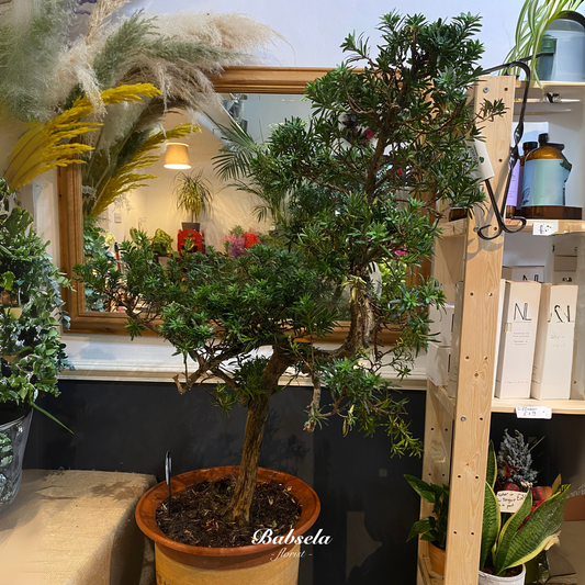 Bonsai Plant