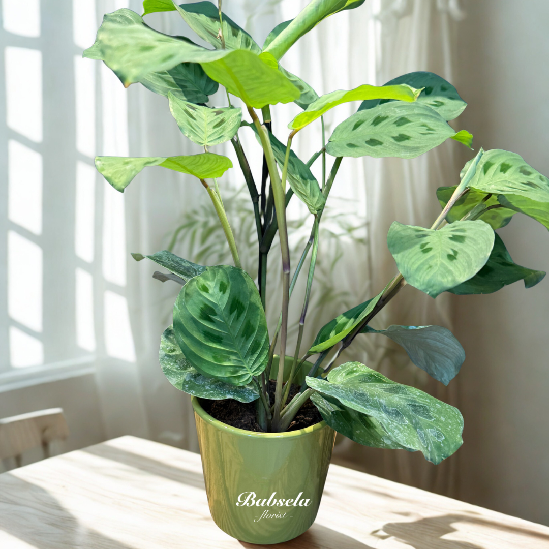 Calathea Plant