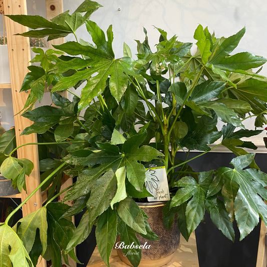 Fatsia Japonica Plant