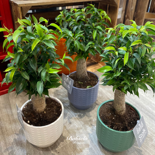 Hellebores Plant in PotFicus Plant