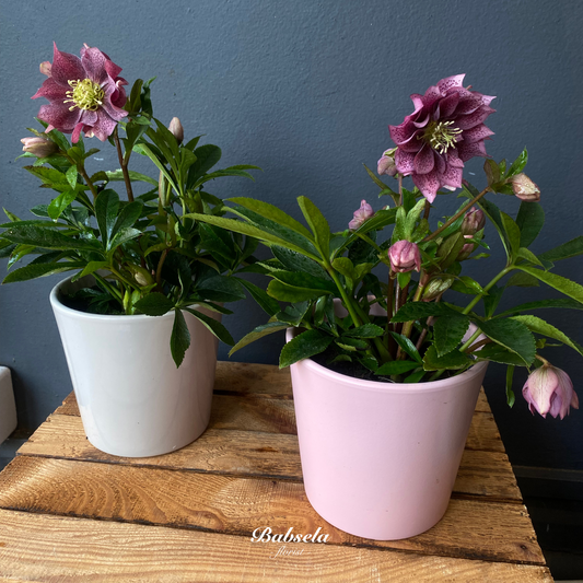 Hellebores Plant in a Pot