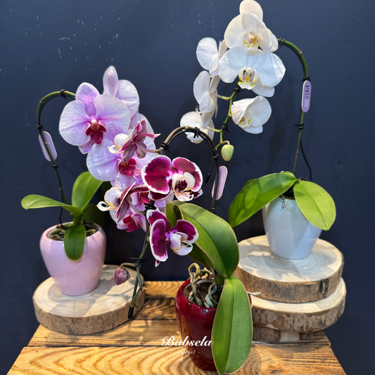 Orchid Elegance Plant