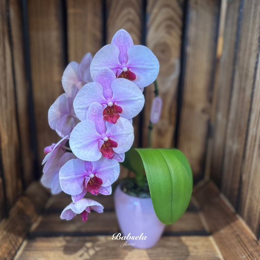 Phalaenopsis Orchid Plant