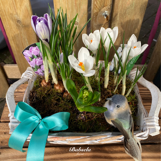 Secret Garden of Amélie Plant Basket